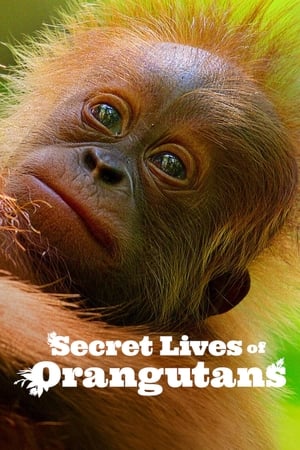 Nonton Film Secret Lives of Orangutans (2024) Terbaru