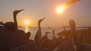 Nonton Film The Dinosaurs Season 1 Episode 4 Terbaru Nonton Film The Dinosaurs Season 1 Episode 4 Terbaru